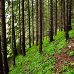 आयुर्वेदिक उपचार